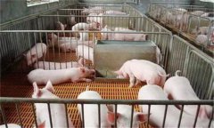 斷奶仔豬的飼養管理需注意的五個(gè)問(wèn)題