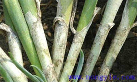 大蔥小菌核病的發(fā)病規律