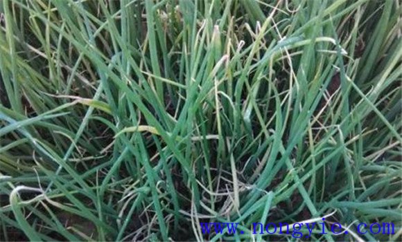 大蔥霜霉病發(fā)病規律是什么