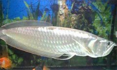 銀龍魚(yú)混養可以嗎 銀龍配什么魚(yú)混養最好