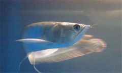 銀龍魚(yú)怎么養 銀龍魚(yú)養殖需準備哪些設施