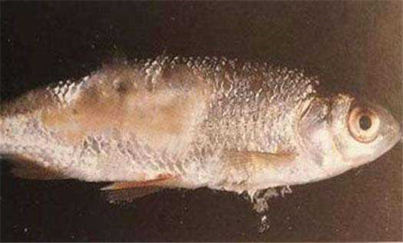 魚(yú)病的預防與治療