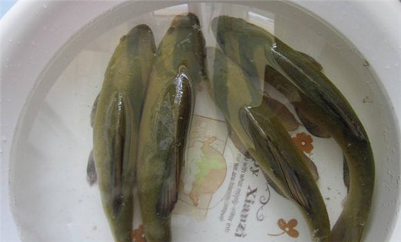 丁桂魚(yú)養殖技術(shù)