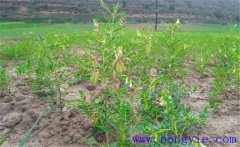 黃芪種植后如何管理？黃芪田間管理的主要內容