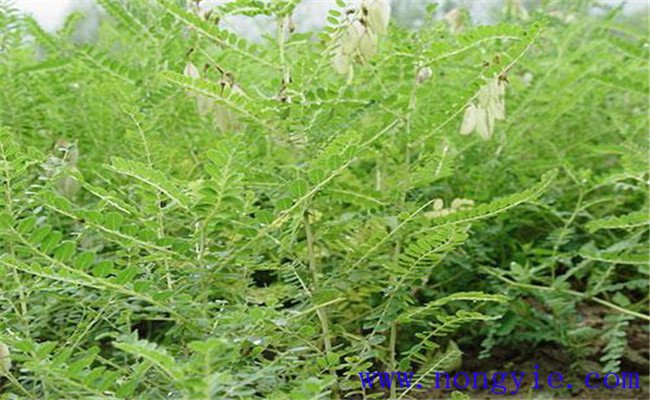 黃芪白粉病發(fā)病規律