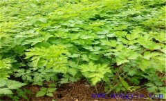 當歸種植多久采收？當歸需要什么樣的生長(cháng)條件