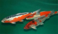 錦鯉魚(yú)怎么養長(cháng)得快 養殖錦鯉的水質(zhì)怎么處理