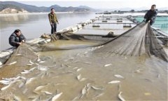 網(wǎng)箱大黃魚(yú)養殖技術(shù)之如何預防病蟲(chóng)害