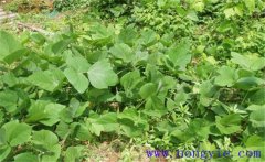 葛根的生長(cháng)習性有哪些？葛根栽培技術(shù)要點(diǎn)