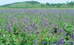 種植黃芩怎么管理？黃芩田間管理的主要內容
