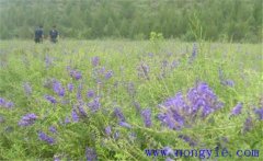 黃芩需要什么樣的生長(cháng)條件，黃芩怎么播種？