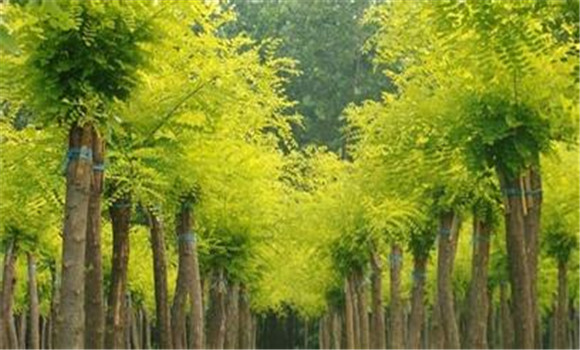 槐樹(shù)的資料 槐樹(shù)栽培技術(shù)