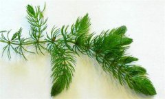 金魚(yú)藻是什么植物 金魚(yú)藻的養殖方法