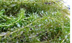 輪葉黑藻種植技術(shù)、種植時(shí)間和注意事項