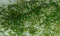 伊樂(lè )藻種植方法 伊樂(lè )藻種植時(shí)間是什么時(shí)候