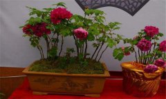 牡丹盆景的養護方式、管理與觀(guān)賞