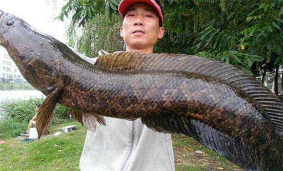養黑魚(yú)的利潤如何