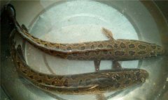 黑魚(yú)吃什么食物 黑魚(yú)的生活習性如何