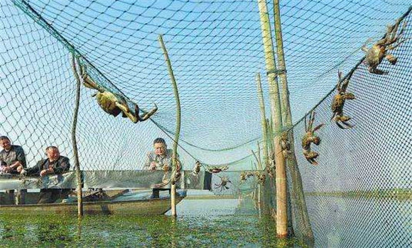 螃蟹養殖