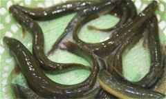 泥鰍吃什么食物 家養泥鰍吃什么長(cháng)得快