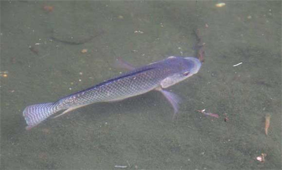 羅非魚(yú)養殖