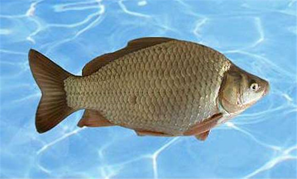 銀鯽魚(yú)吃什么飼料