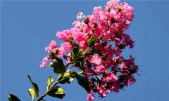 紫薇花什么時(shí)候開(kāi) 紫薇的養殖方法