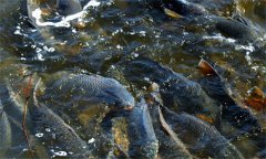 如何養鯉魚(yú) 養鯉魚(yú)的方法
