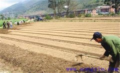 種植薄荷如何選地整地？薄荷種植管理技術(shù)要點(diǎn)