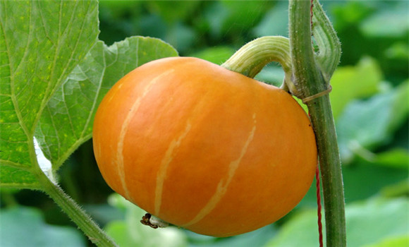 觀(guān)賞南瓜種植技術(shù)