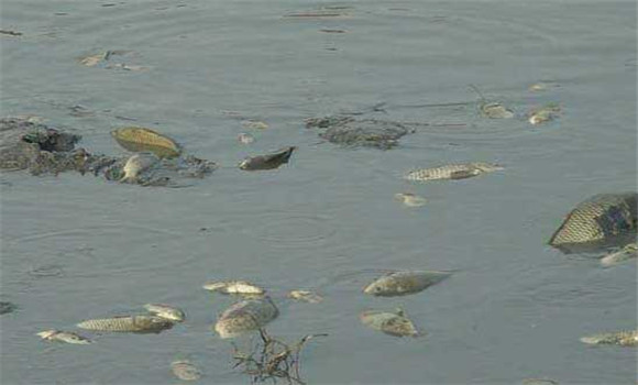 甲魚(yú)養殖成本