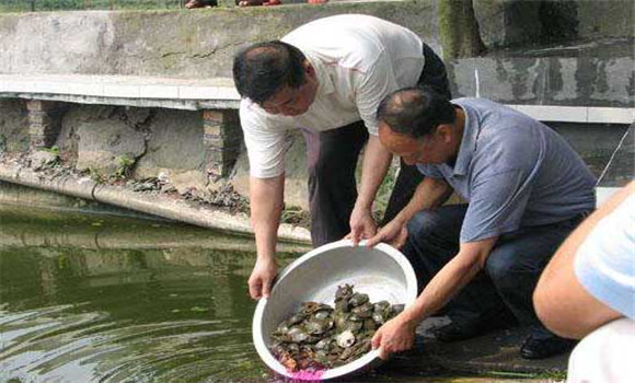 魚(yú)鱉混養