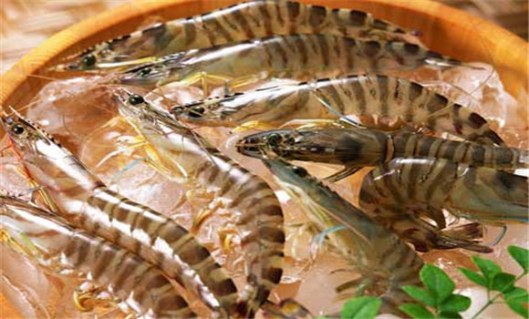 沼蝦養殖