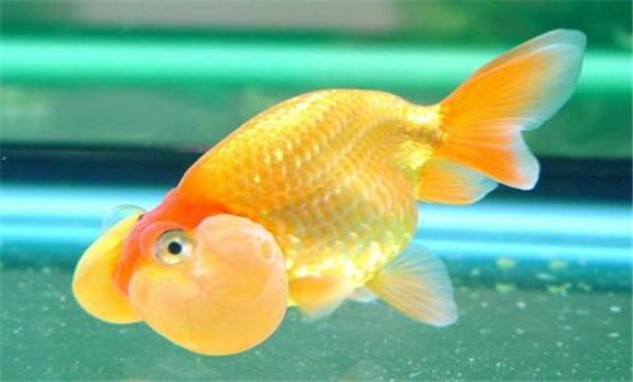 珍珠魚(yú)怎么養