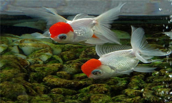 龍睛魚(yú)怎么養