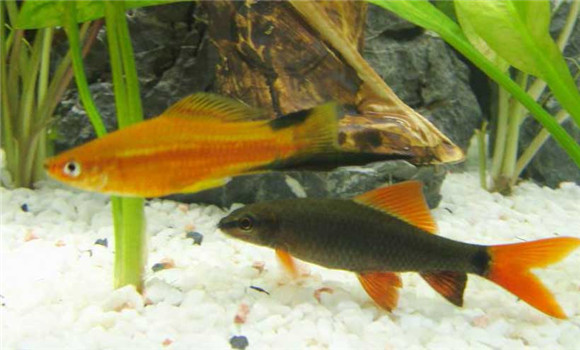熱帶魚(yú)怎么養