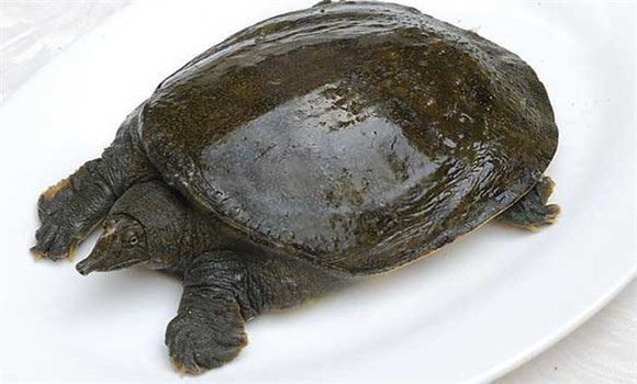常見(jiàn)甲魚(yú)疾病有哪些，甲魚(yú)病病防治的方法