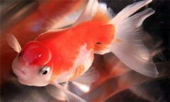 珍珠魚(yú)好養嗎?珍珠魚(yú)怎么養、怎么繁殖
