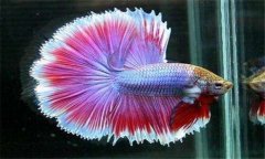 泰國斗魚(yú)怎么養 泰國斗魚(yú)吃什么飼料
