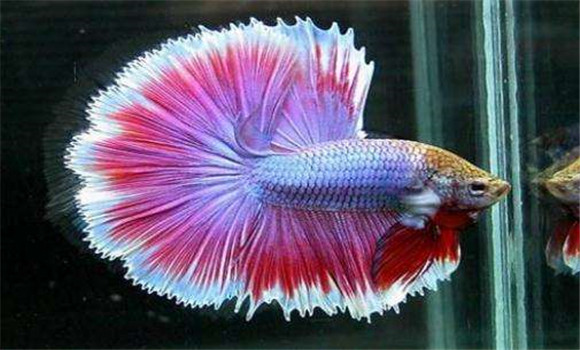 泰國斗魚(yú)怎么養