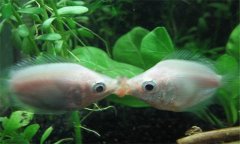 接吻魚(yú)好養嗎?接吻魚(yú)為什么接吻、怎樣分辨公母