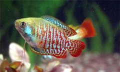 麗麗魚(yú)好養活嗎?麗麗魚(yú)怎么分公母、怎么養