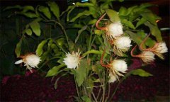 曇花怎么養 掌握三點(diǎn)你能就栽培好曇花