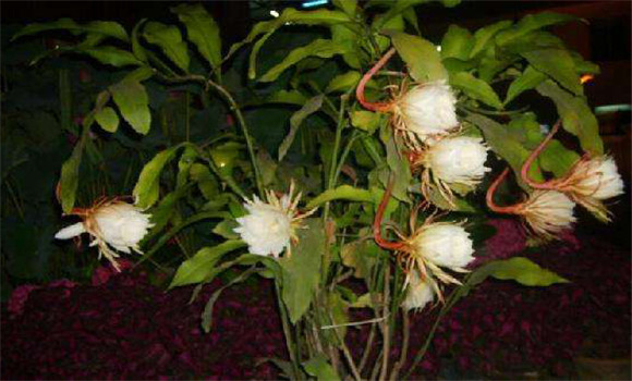 曇花怎么養
