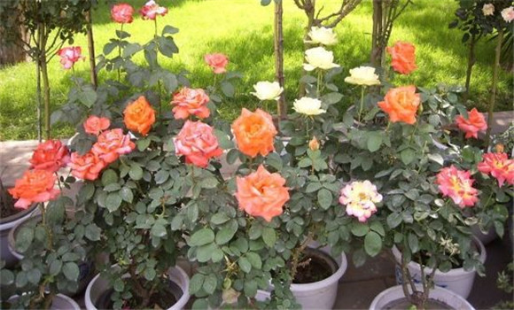 月季花的養殖
