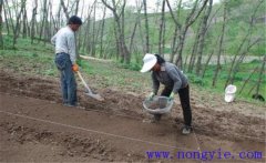 當歸栽培方法，當歸怎么種植才能高產(chǎn)？