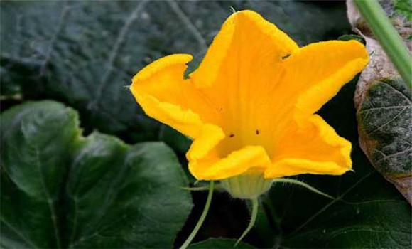 南瓜花的營(yíng)養價(jià)值
