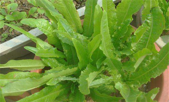 油麥菜的營(yíng)養價(jià)值