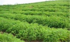 刺槐種植方法和養護技術(shù)