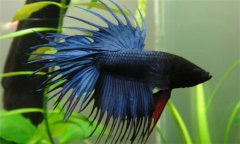 斗魚(yú)的飼養方法 斗魚(yú)怎么養